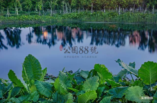 湿地