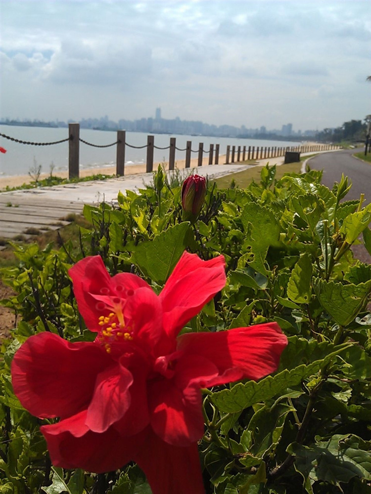 周边配套：西海岸带状公园1