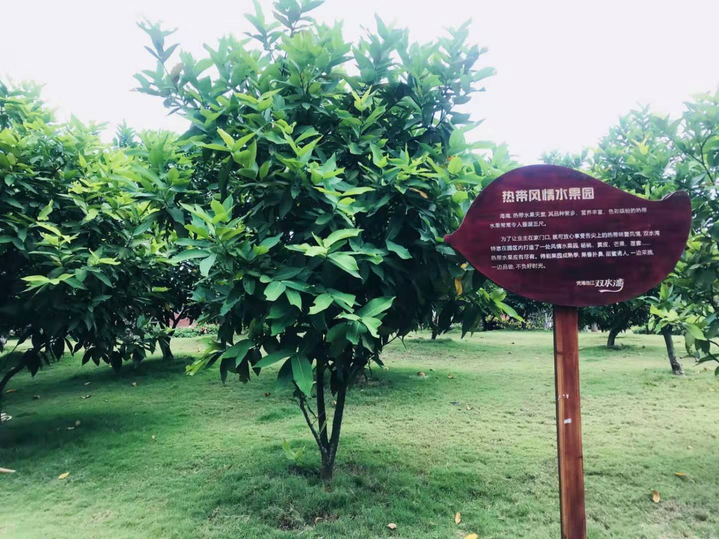 实景图-社区绿化