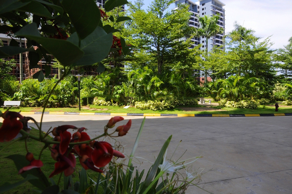 小区园林绿化实景1