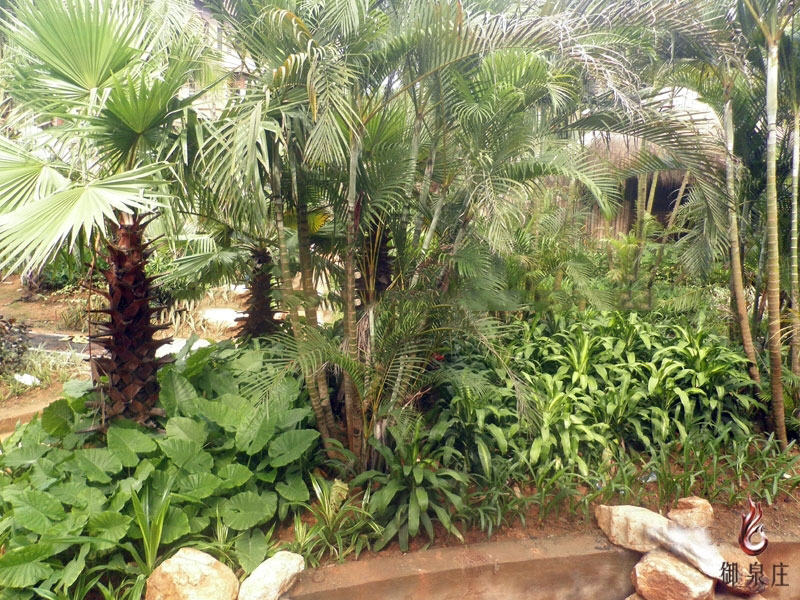 小区园林4