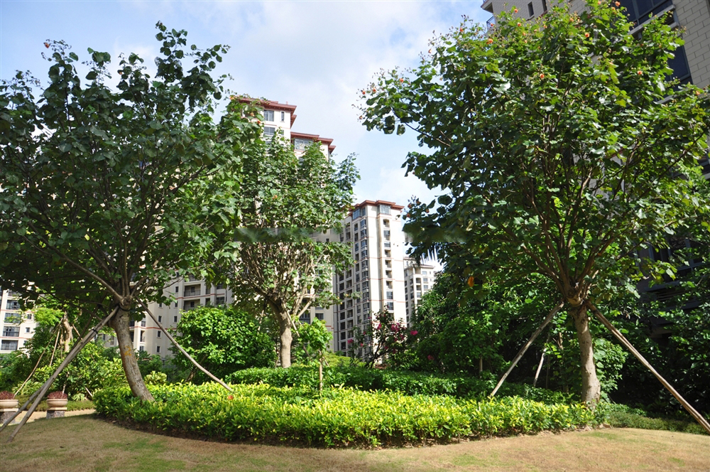 小区园林绿化4